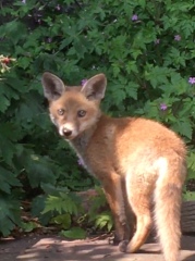 Can we talk about my fox family please?