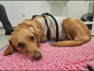 We've exceeded our 10k pet insurance limit