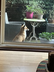 Can we talk about my fox family please?