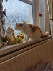 Roond and roond and up and doon - the Excellent Cats roam aboot