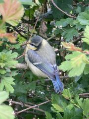 I saved a swift - and I liked it!