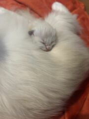 To show you my cat and her kittens for distraction and stress relief purposes?