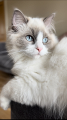 To show you my cat and her kittens for distraction and stress relief purposes?