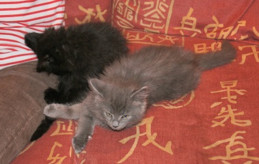 Roond and roond and up and doon - the Excellent Cats roam aboot