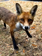 Can we talk about my fox family please?