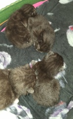 To show you my cat and her kittens for distraction and stress relief purposes?