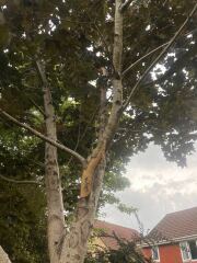 What is ripping bark off my maple?