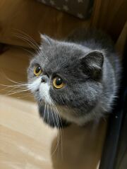 Pampered, Persian, Princess Penelope