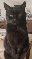 DH says cat needs to show more gratitude