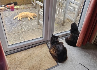 Roond and roond and up and doon - the Excellent Cats roam aboot