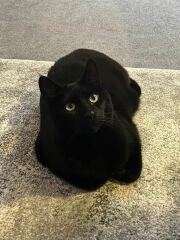 Do you ever look at your cats and wonder what's going on in their tiny fluffy heads?