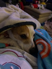 To show you my cat and her kittens for distraction and stress relief purposes?