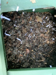 Pls give me your opinion about my compost