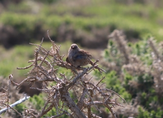 Merlin App Appreciation plus General Birding Chat