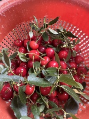 January 2025 Starters Thread 9!