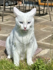 Roond and roond and up and doon - the Excellent Cats roam aboot