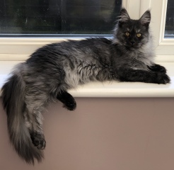 To show you my cat and her kittens for distraction and stress relief purposes?