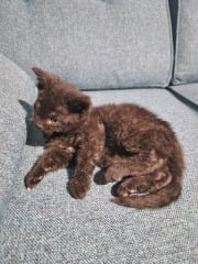 To show you my cat and her kittens for distraction and stress relief purposes?