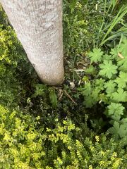 What is ripping bark off my maple?