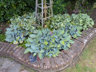 More hosta trouble