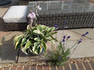More hosta trouble