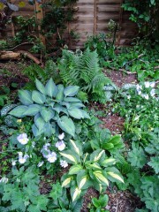 Dog-friendly plants for dense shade?