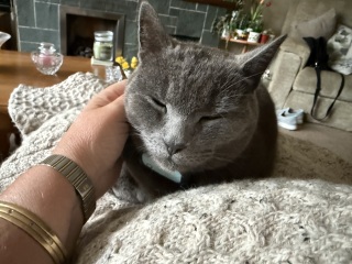 Roond and roond and up and doon - the Excellent Cats roam aboot