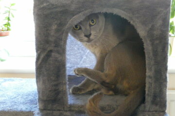 To show you my cat and her kittens for distraction and stress relief purposes?