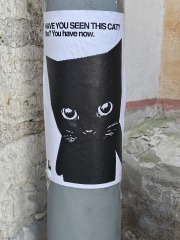 The One after the One where the Excellent Cats posed for a calendar