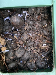 Pls give me your opinion about my compost