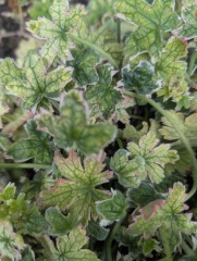What's wrong with my Dreamland hardy geranium?