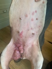 Masivet? - information needed please