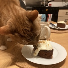 Why do cats like cake