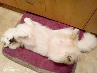 Adolescent Dog Survival Thread - for teenage dirtbags