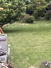 Can we talk about my fox family please?