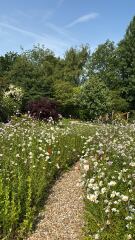 Show me your bee and butterfly garden please!