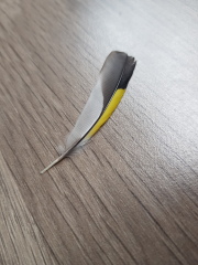 I saved a swift - and I liked it!