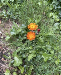 Weeds Have Rights Too !