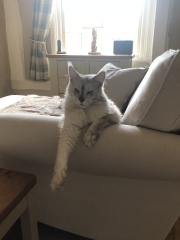 To show you my cat and her kittens for distraction and stress relief purposes?