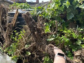 Ivy problems - next door’s creeping into my garden.  Fence destroyed
