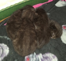 To show you my cat and her kittens for distraction and stress relief purposes?