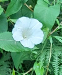 Weeds Have Rights Too !