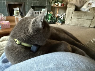 Roond and roond and up and doon - the Excellent Cats roam aboot