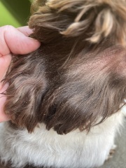 What is this on my dog’s ears?