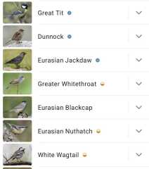 Merlin App Appreciation plus General Birding Chat