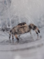 My new jumping spider.
