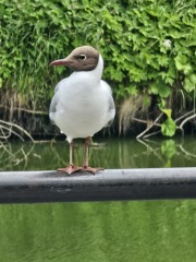 The One after the One where the Excellent Cats posed for a calendar