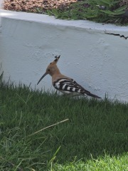 The Bluestocking Women’s Pub - Where Everybody Knows Your Username