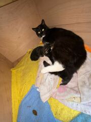 I think this cat is pregnant. What do I do?