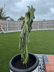Sunflower help!!!